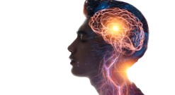 The Amazing Human Brain